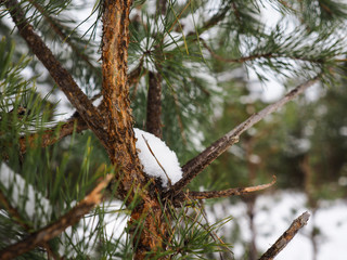  young pine trees in winter 