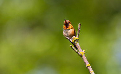 Rufous Hummingbird
