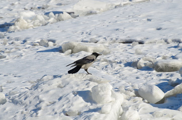 A crow is sitting on the ice.