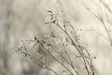 Grass covered with frost in the bitter cold.