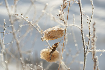 Grass covered with frost in the bitter cold.