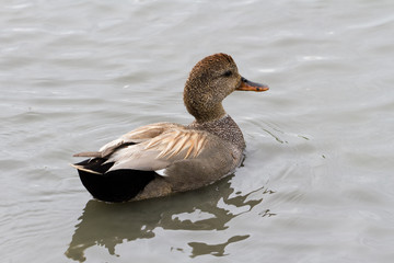 Gadwall