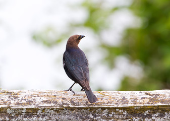 Brown headed Cowbird