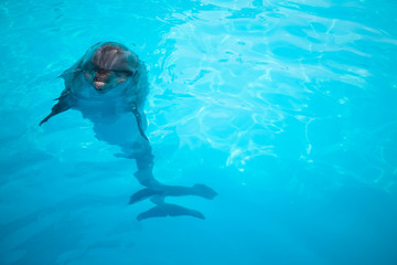 Obraz na płótnie Canvas Dolphins swim in the pool