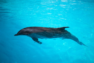 Dolphins swim in the pool