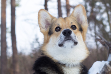 Welsh Corgi on a walk in the winter forest.