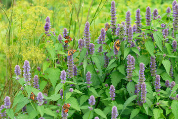 Fresh growing and flowering mint with butterfly