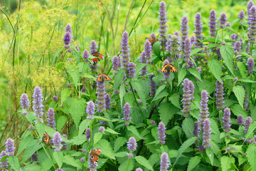 Fresh growing and flowering mint with butterfly