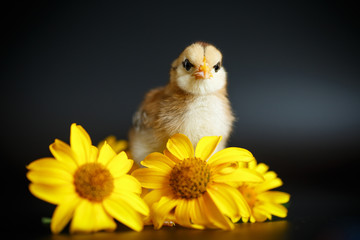 little chick with daisies