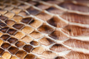 Snake skin