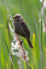 Female red wing blackbird
