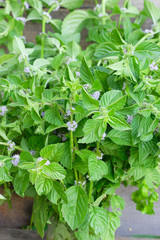 Blossom green mint leaves © Igor