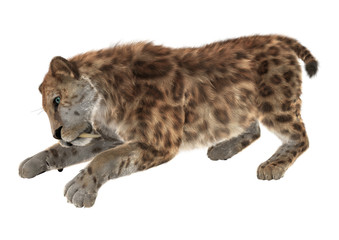 3D Rendering Sabertooth on White