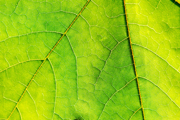 Fototapeta na wymiar texture of green fresh leaf