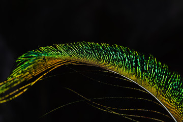 Peacock feather, feather, tail, tail feather