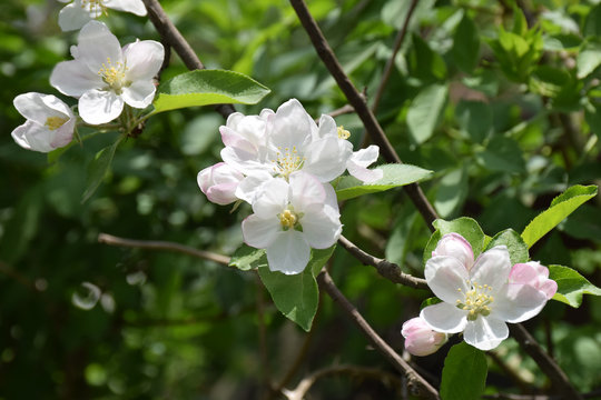 Apple blossom close-up. Spring. A new beginning.