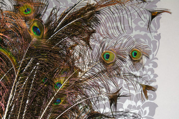 Peacock feather, feather, tail, tail feather