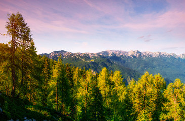 Pine tree forest. Carpathian. Ukraine, Europe.