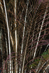 Peacock feather, feather, tail, tail feather