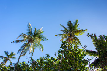 Obraz na płótnie Canvas view of the palm branches and sky from the bottom