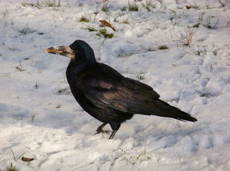 Photo of a rook with a piece of bread in its beak