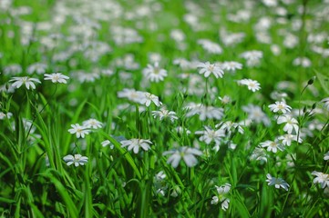 Snowdrops. The first spring flowers in the forest.