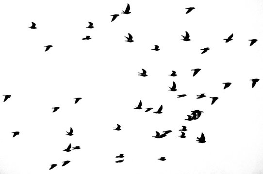 Illustration of a flock of birds flying through the air