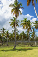 Fototapeta premium Palm forest on background of blue sky