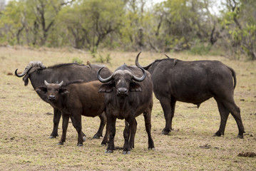 Buffle d'Afrique, Syncerus caffer, Parc national Kruger, Afrique du Sud