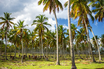 Obraz premium Cattle grazing among the palm trees in the Dominican Republic