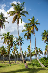 Fototapeta premium Palm forest. Coco palm trees with green leaves on sunny blue sky background