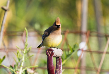 Obraz premium Cedar Waxwing