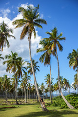 Obraz premium Palm forest. Coco palm trees with green leaves on sunny blue sky background