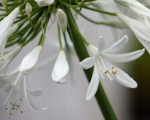 Obraz premium Flores, arbustos e árvores dos Açores, Portugal