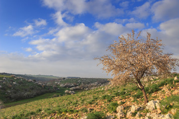 SPRINGTIME. Alta Murgia National Park: wild almond tree in bloom at dawn. Apulia-ITALY-Typical...