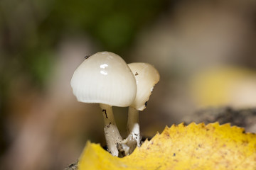 mushrooms in forest