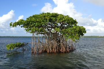 mangrove en guadeloupe