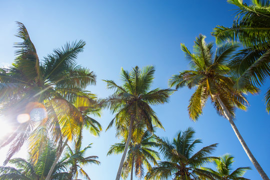 bottom view of the palm trees in sunlight on blue sky background