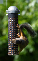 Squirrel and Bird Feeder