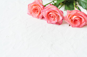 rose roses on the white background