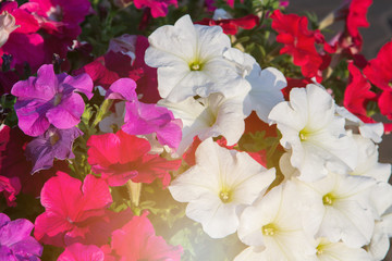 Colorful flower bloom background