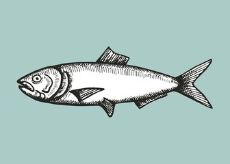 anchovy fish sketch. vector illustration