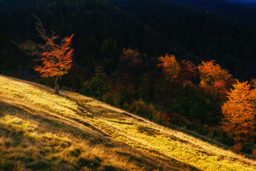 Naklejka na ściany i meble birch forest in sunny afternoon while autumn season 