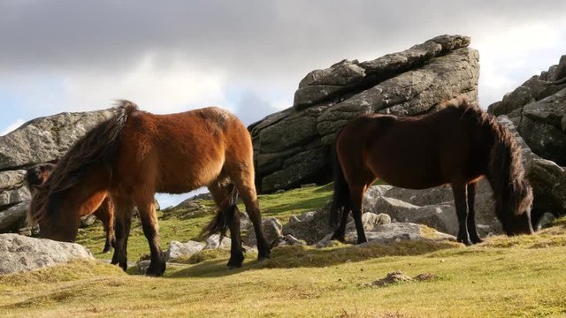 Horses grazing on grass. Dartmoor, Devon