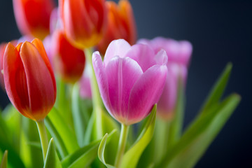 Tulips. Beautiful bouquet of colorful spring tulips.