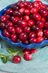 Fresh cranberries in a blue bowl. Ripe berries of Vaccinium macrocarpon, also large cranberry, American cranberry or bearberry.