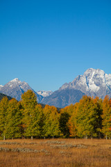 Autumn Landscape in Teton National Park