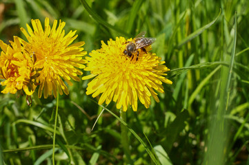 Bee on a yellow dandelion сlose up