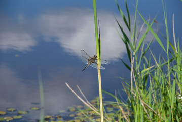 Dragonfly on a reed on a background of water with clouds reflections