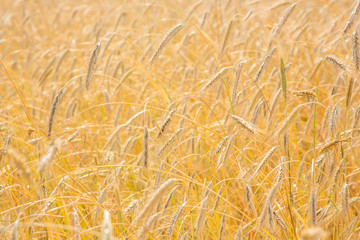 Ripe wheat background. Close up ears
